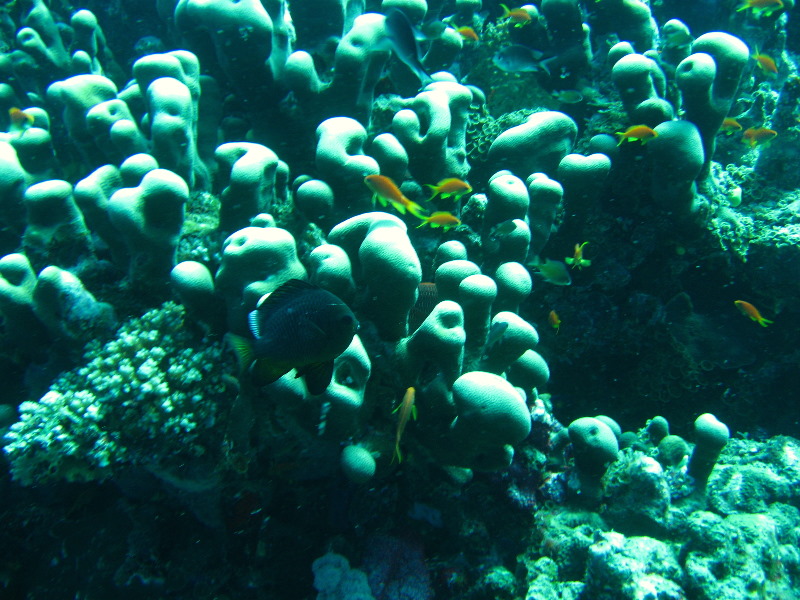 Rainbow-Reef-Scuba-Diving-Taveuni-Fiji-123