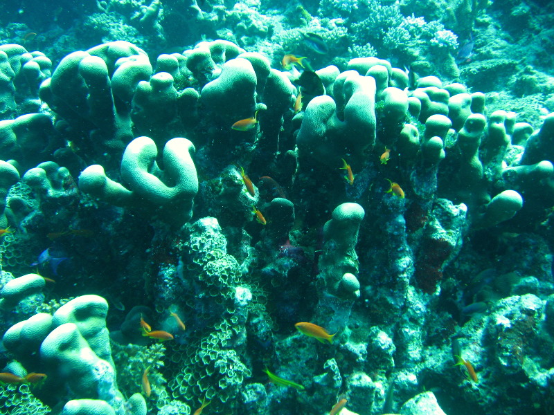 Rainbow-Reef-Scuba-Diving-Taveuni-Fiji-126