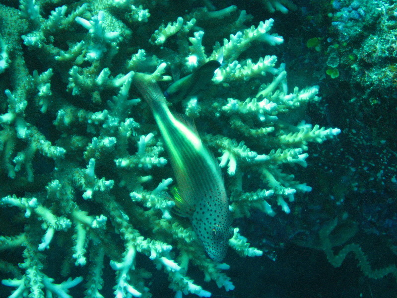 Rainbow-Reef-Scuba-Diving-Taveuni-Fiji-127