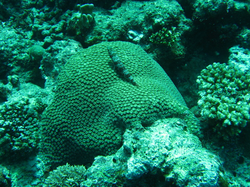 Rainbow-Reef-Scuba-Diving-Taveuni-Fiji-129