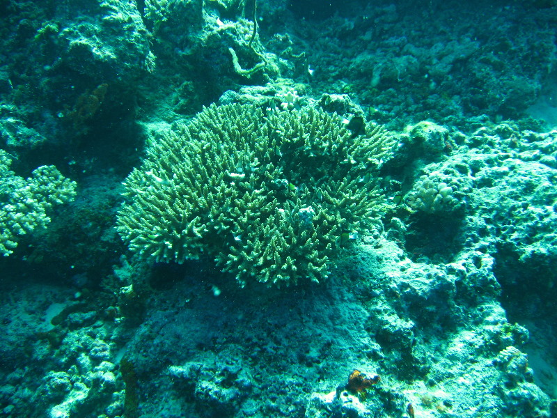Rainbow-Reef-Scuba-Diving-Taveuni-Fiji-130