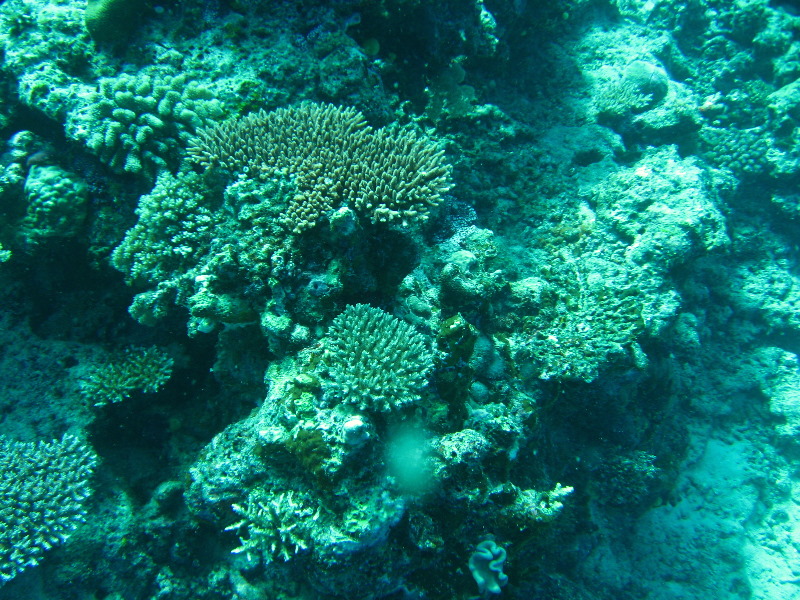 Rainbow-Reef-Scuba-Diving-Taveuni-Fiji-131