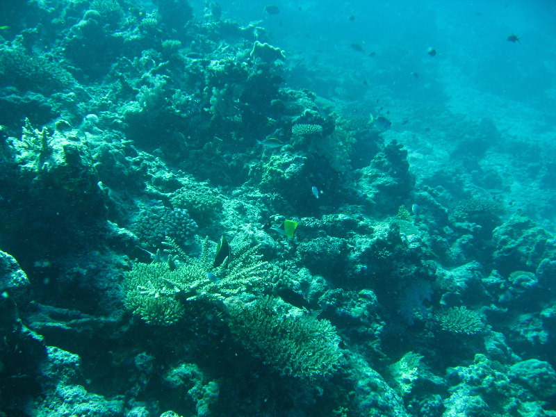 Rainbow-Reef-Scuba-Diving-Taveuni-Fiji-132
