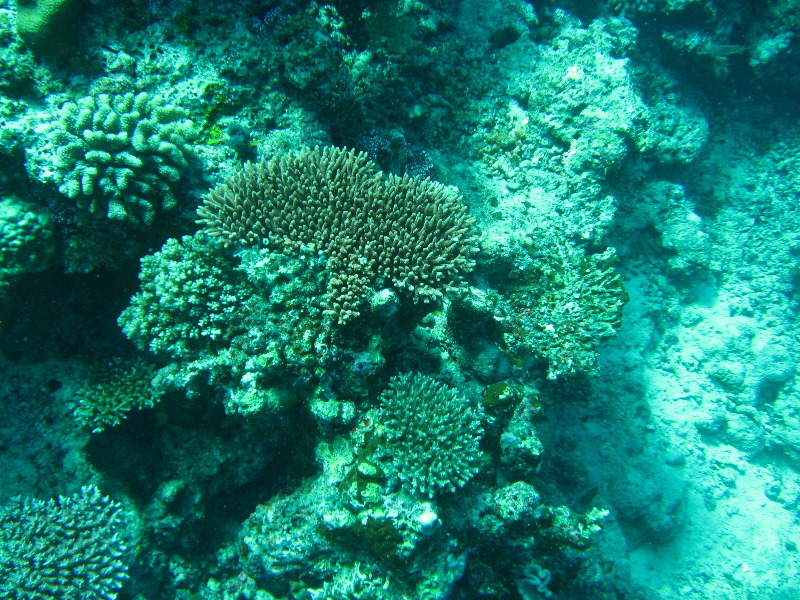 Rainbow-Reef-Scuba-Diving-Taveuni-Fiji-134