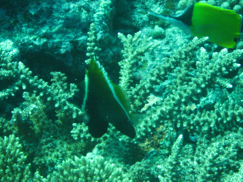 Rainbow-Reef-Scuba-Diving-Taveuni-Fiji-135