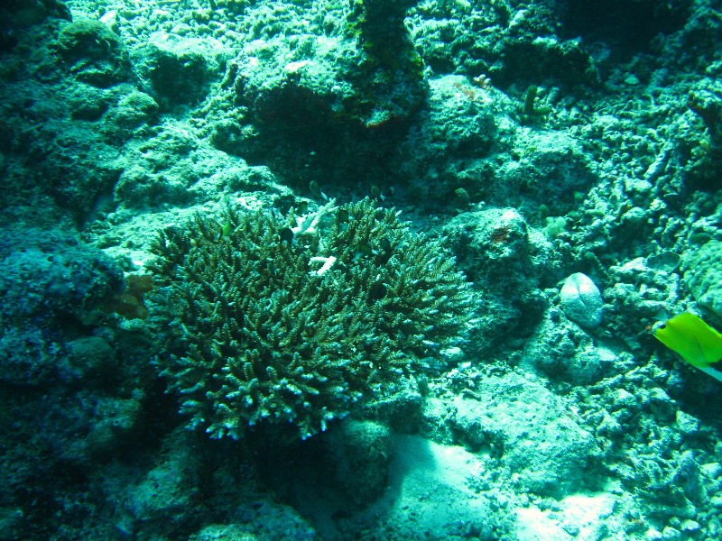 Rainbow-Reef-Scuba-Diving-Taveuni-Fiji-137