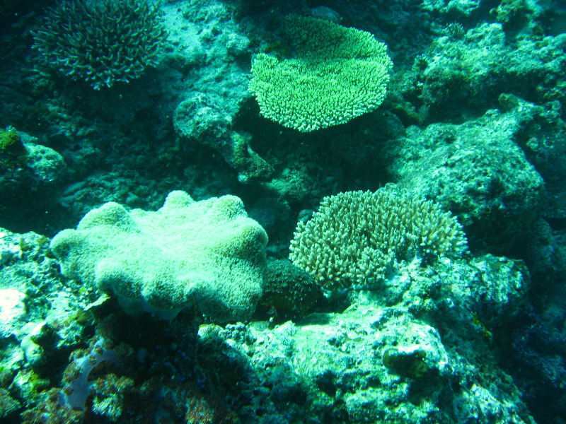 Rainbow-Reef-Scuba-Diving-Taveuni-Fiji-139