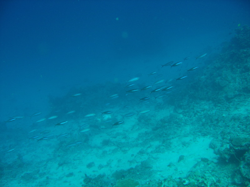 Rainbow-Reef-Scuba-Diving-Taveuni-Fiji-143