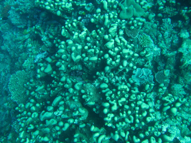 Rainbow-Reef-Scuba-Diving-Taveuni-Fiji-145