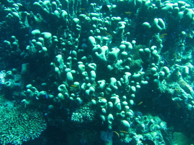 Rainbow-Reef-Scuba-Diving-Taveuni-Fiji-148