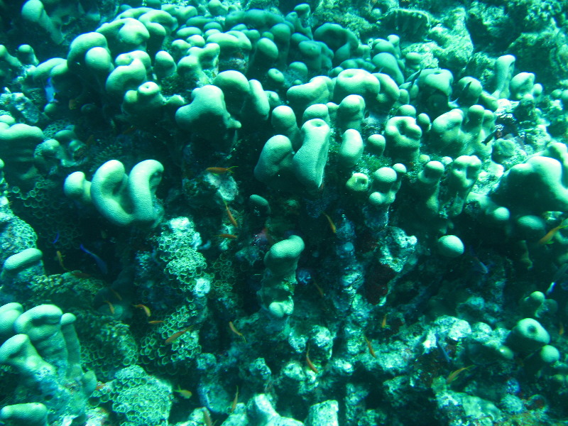 Rainbow-Reef-Scuba-Diving-Taveuni-Fiji-149