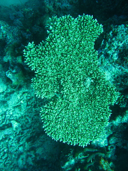 Rainbow-Reef-Scuba-Diving-Taveuni-Fiji-150