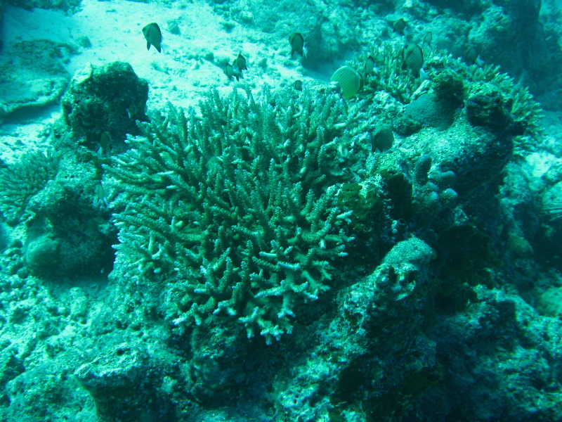 Rainbow-Reef-Scuba-Diving-Taveuni-Fiji-152