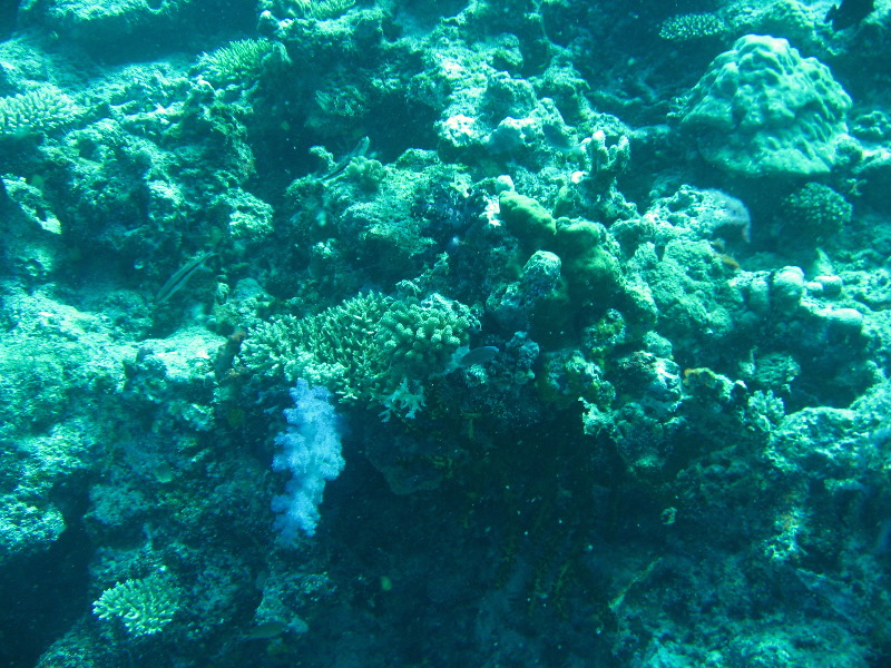 Rainbow-Reef-Scuba-Diving-Taveuni-Fiji-153