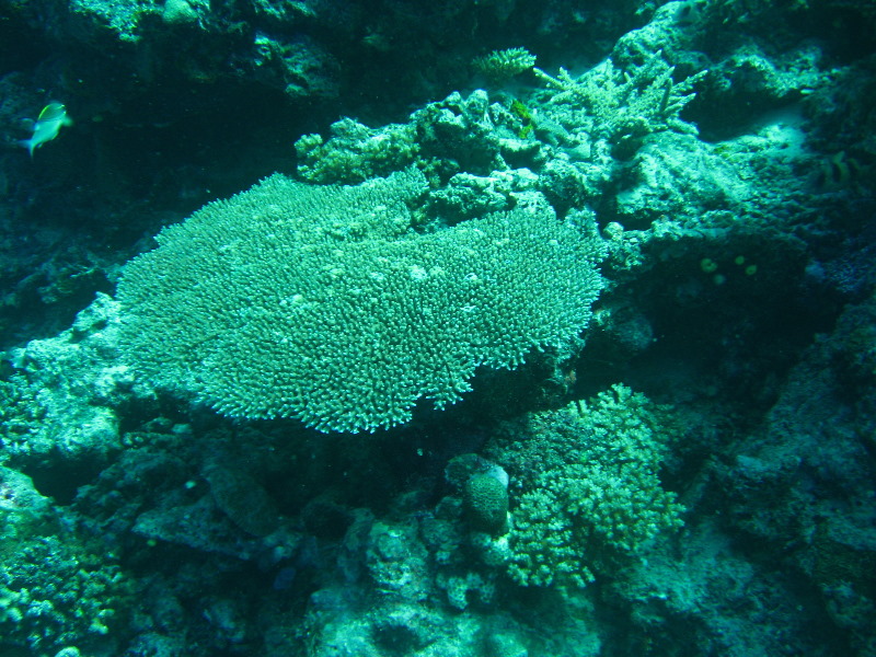 Rainbow-Reef-Scuba-Diving-Taveuni-Fiji-155