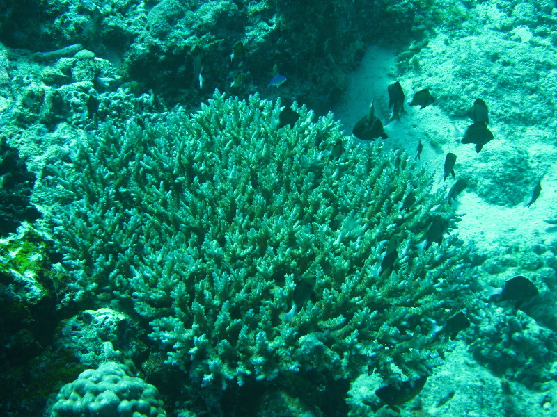 Rainbow-Reef-Scuba-Diving-Taveuni-Fiji-157