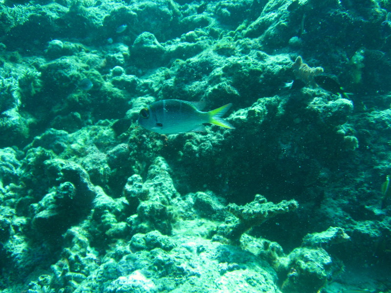 Rainbow-Reef-Scuba-Diving-Taveuni-Fiji-159