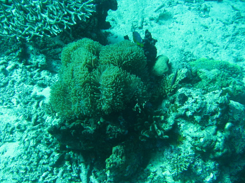 Rainbow-Reef-Scuba-Diving-Taveuni-Fiji-160