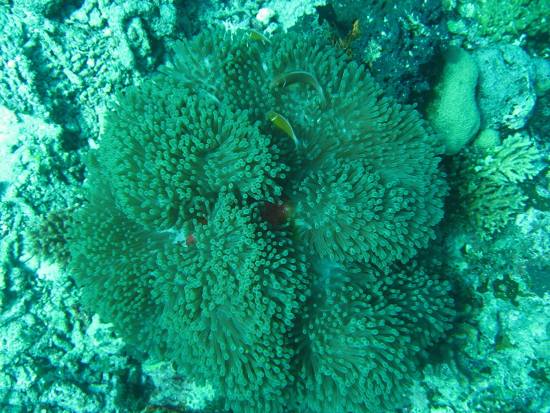 Rainbow-Reef-Scuba-Diving-Taveuni-Fiji-164