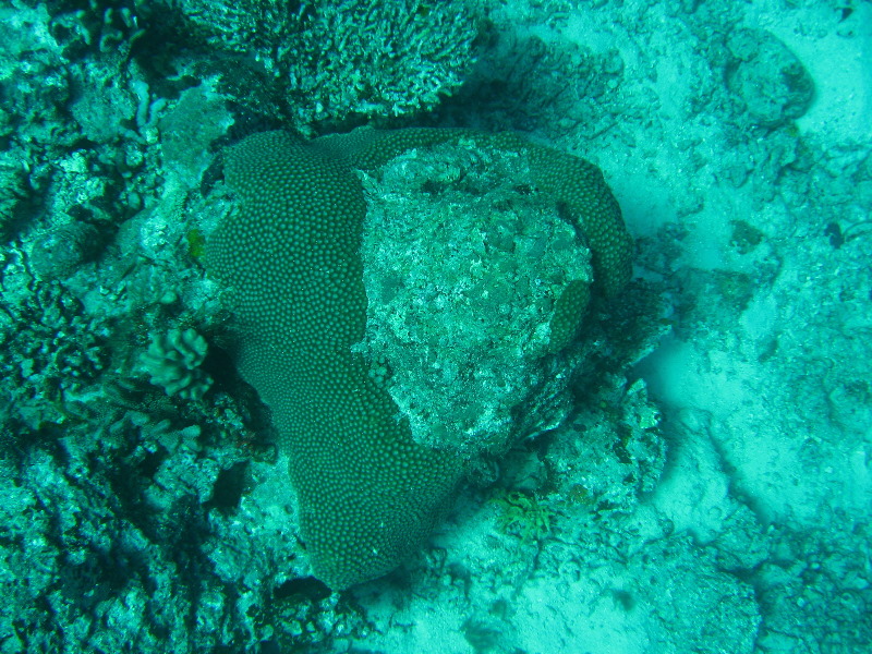 Rainbow-Reef-Scuba-Diving-Taveuni-Fiji-165