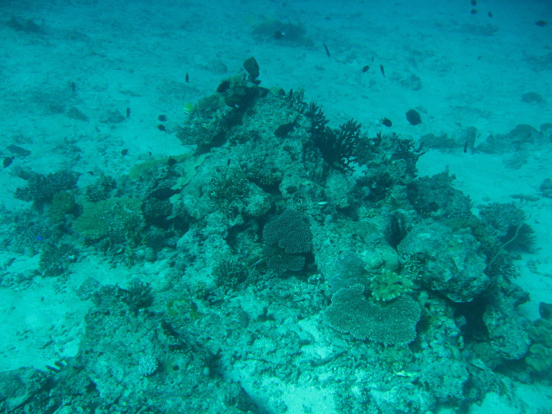 Rainbow-Reef-Scuba-Diving-Taveuni-Fiji-166