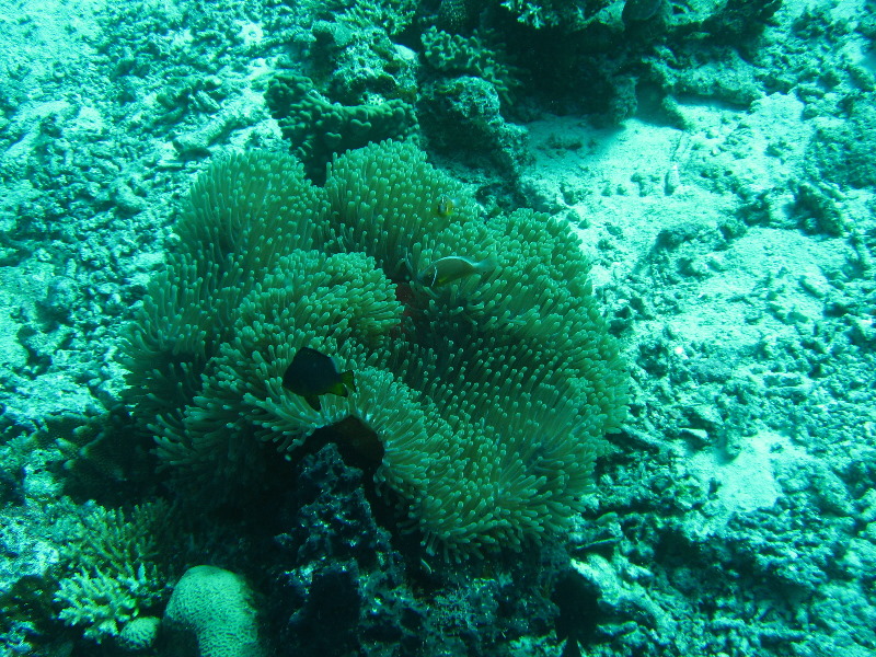 Rainbow-Reef-Scuba-Diving-Taveuni-Fiji-169