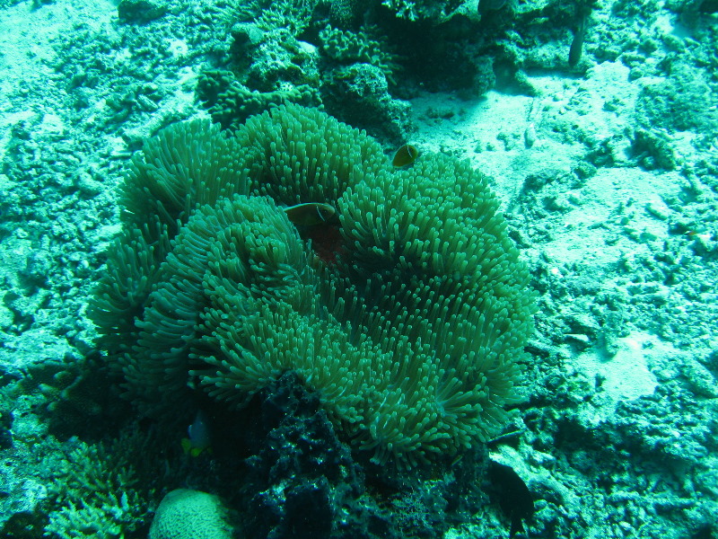 Rainbow-Reef-Scuba-Diving-Taveuni-Fiji-170