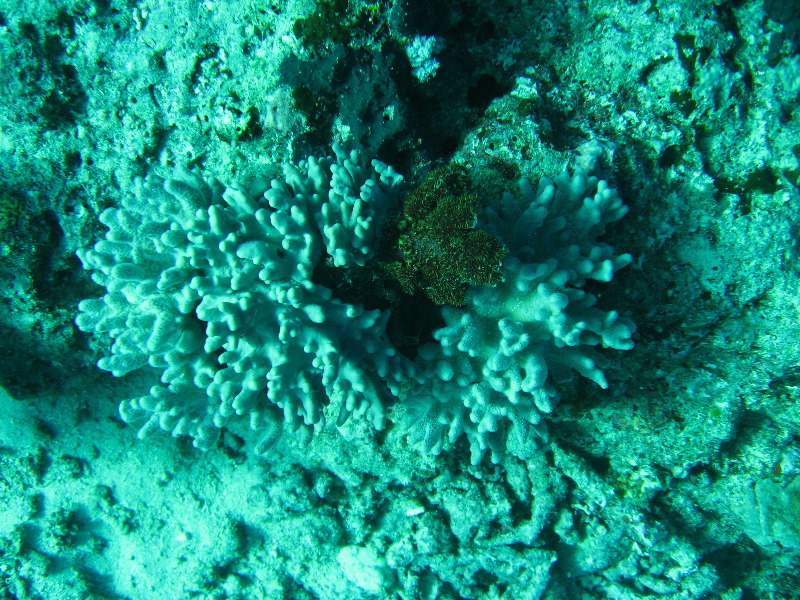 Rainbow-Reef-Scuba-Diving-Taveuni-Fiji-171