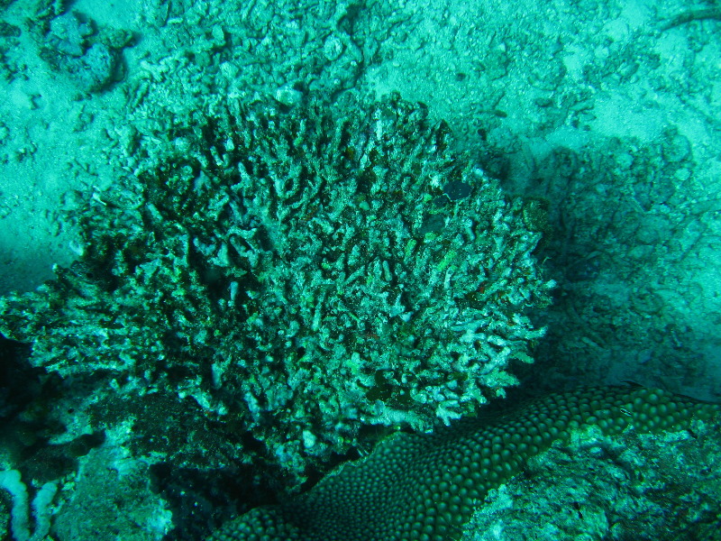 Rainbow-Reef-Scuba-Diving-Taveuni-Fiji-172