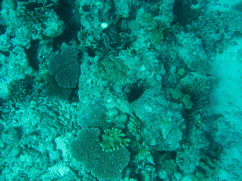 Rainbow-Reef-Scuba-Diving-Taveuni-Fiji-173