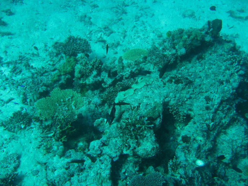 Rainbow-Reef-Scuba-Diving-Taveuni-Fiji-174