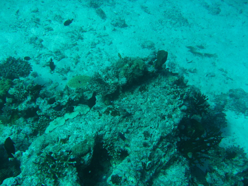 Rainbow-Reef-Scuba-Diving-Taveuni-Fiji-175