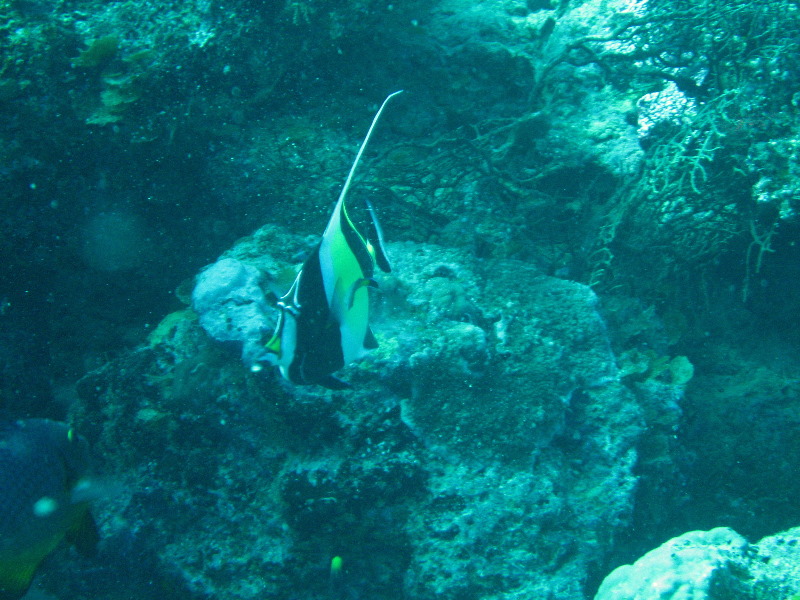 Rainbow-Reef-Scuba-Diving-Taveuni-Fiji-177
