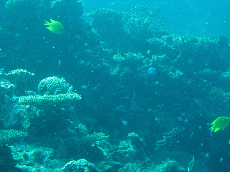 Rainbow-Reef-Scuba-Diving-Taveuni-Fiji-178
