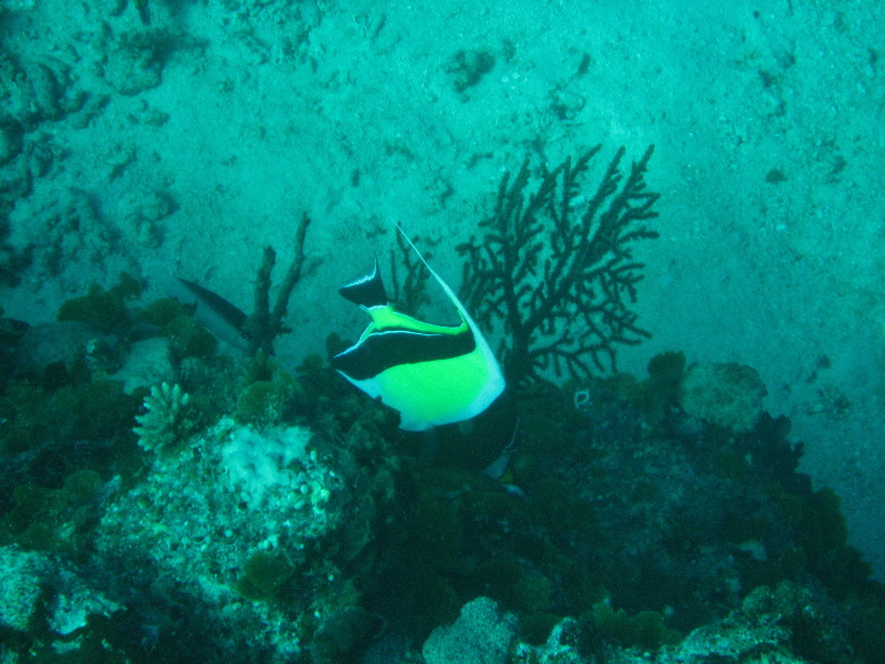 Rainbow-Reef-Scuba-Diving-Taveuni-Fiji-181