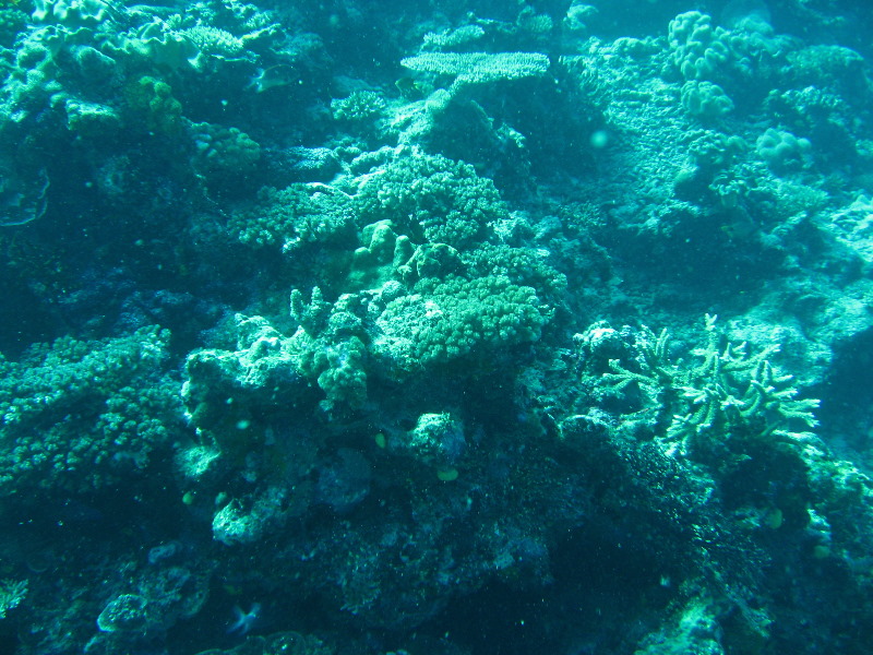 Rainbow-Reef-Scuba-Diving-Taveuni-Fiji-183