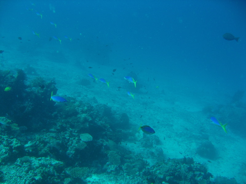 Rainbow-Reef-Scuba-Diving-Taveuni-Fiji-184