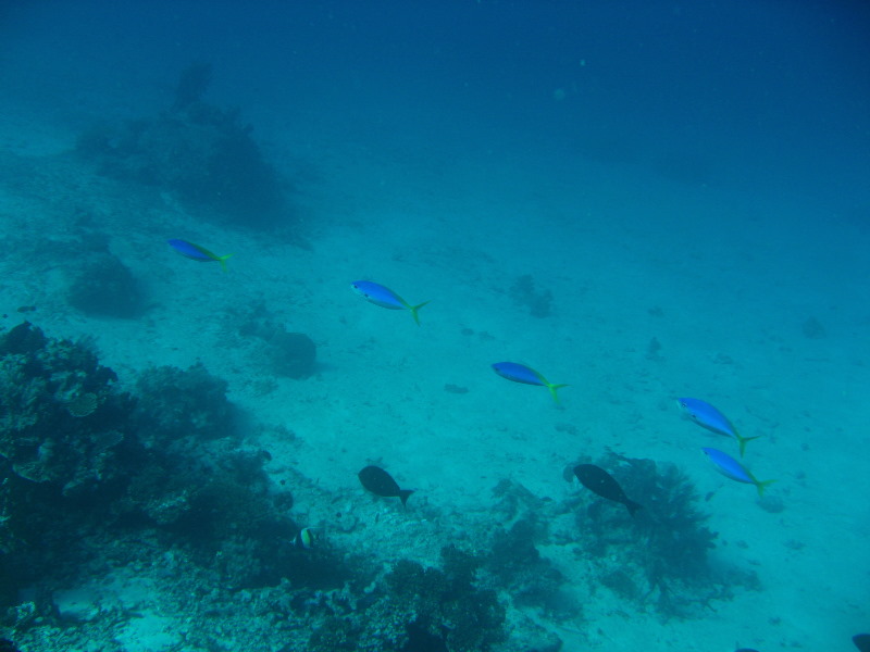 Rainbow-Reef-Scuba-Diving-Taveuni-Fiji-185