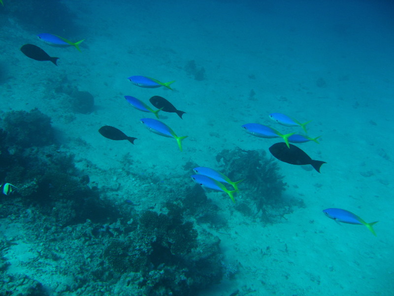 Rainbow-Reef-Scuba-Diving-Taveuni-Fiji-187