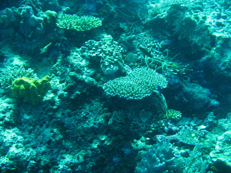 Rainbow-Reef-Scuba-Diving-Taveuni-Fiji-190