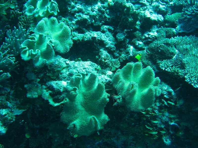 Rainbow-Reef-Scuba-Diving-Taveuni-Fiji-191