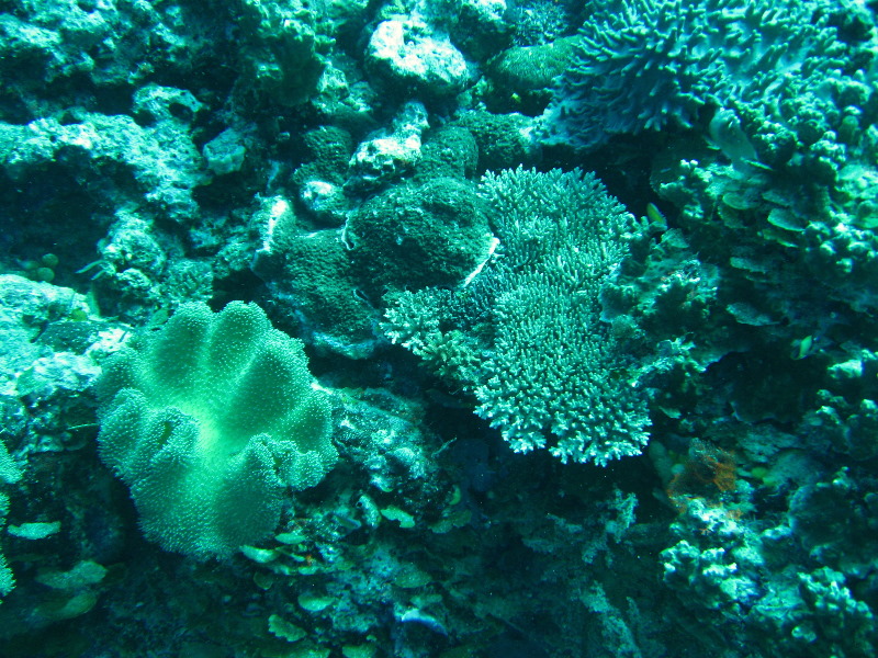 Rainbow-Reef-Scuba-Diving-Taveuni-Fiji-192