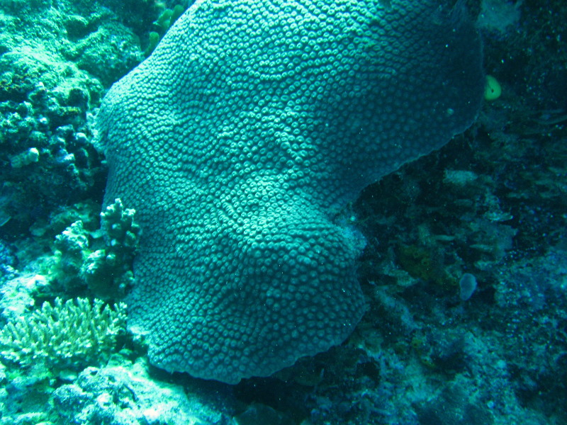 Rainbow-Reef-Scuba-Diving-Taveuni-Fiji-193