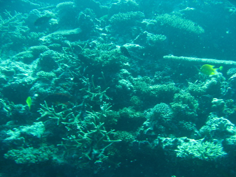 Rainbow-Reef-Scuba-Diving-Taveuni-Fiji-195