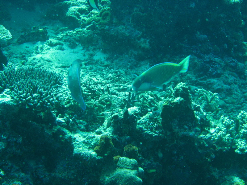 Rainbow-Reef-Scuba-Diving-Taveuni-Fiji-198