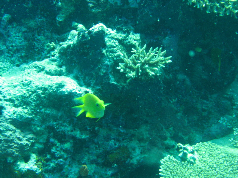 Rainbow-Reef-Scuba-Diving-Taveuni-Fiji-201