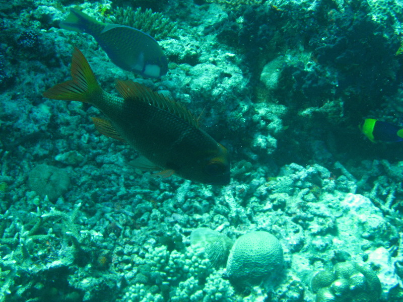 Rainbow-Reef-Scuba-Diving-Taveuni-Fiji-202