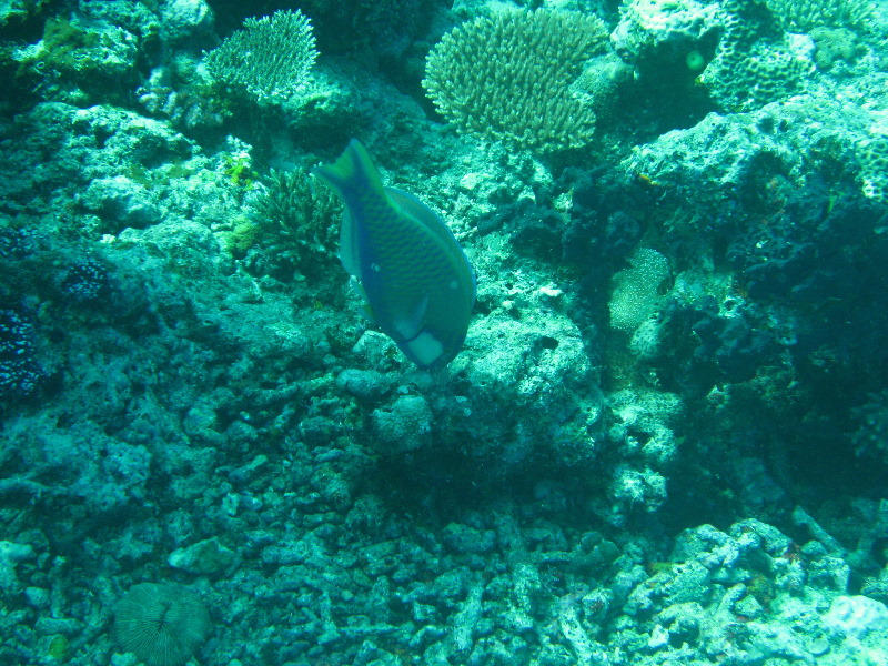 Rainbow-Reef-Scuba-Diving-Taveuni-Fiji-203