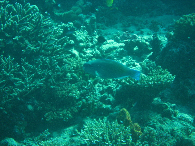 Rainbow-Reef-Scuba-Diving-Taveuni-Fiji-204
