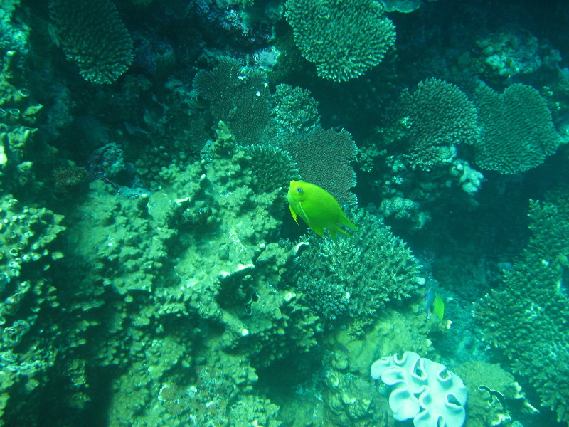 Rainbow-Reef-Scuba-Diving-Taveuni-Fiji-206